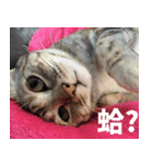 Lazy Catie（個別スタンプ：2）