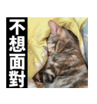 Lazy Catie（個別スタンプ：3）