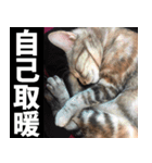 Lazy Catie（個別スタンプ：4）