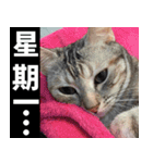 Lazy Catie（個別スタンプ：5）