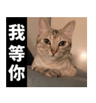 Lazy Catie（個別スタンプ：6）