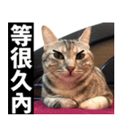 Lazy Catie（個別スタンプ：7）