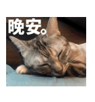 Lazy Catie（個別スタンプ：8）