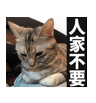 Lazy Catie（個別スタンプ：9）