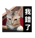 Lazy Catie（個別スタンプ：10）