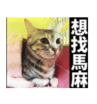 Lazy Catie（個別スタンプ：11）