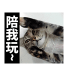 Lazy Catie（個別スタンプ：12）