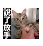 Lazy Catie（個別スタンプ：15）