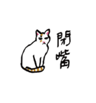 I am a stupid cat（個別スタンプ：8）