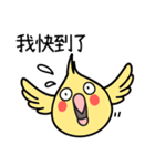 Our Cockatiel（個別スタンプ：39）