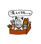 まひなねこスタンプ（個別スタンプ：35）