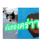 meawTHAI : You're gonna get it.（個別スタンプ：1）