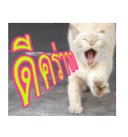 meawTHAI : You're gonna get it.（個別スタンプ：2）