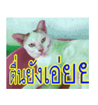 meawTHAI : You're gonna get it.（個別スタンプ：3）