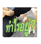 meawTHAI : You're gonna get it.（個別スタンプ：4）