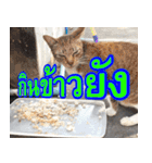 meawTHAI : You're gonna get it.（個別スタンプ：5）
