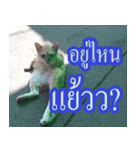 meawTHAI : You're gonna get it.（個別スタンプ：6）
