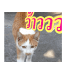 meawTHAI : You're gonna get it.（個別スタンプ：7）