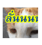 meawTHAI : You're gonna get it.（個別スタンプ：10）