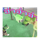 meawTHAI : You're gonna get it.（個別スタンプ：11）