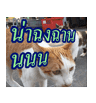 meawTHAI : You're gonna get it.（個別スタンプ：12）
