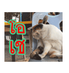 meawTHAI : You're gonna get it.（個別スタンプ：14）