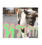 meawTHAI : You're gonna get it.（個別スタンプ：16）