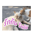 meawTHAI : You're gonna get it.（個別スタンプ：17）