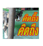 meawTHAI : You're gonna get it.（個別スタンプ：18）