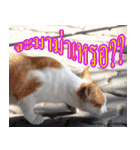meawTHAI : You're gonna get it.（個別スタンプ：21）