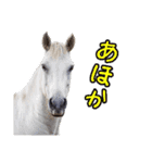 大阪弁をしゃべる馬のスタンプ 第二弾（個別スタンプ：1）