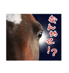 大阪弁をしゃべる馬のスタンプ 第二弾（個別スタンプ：2）