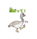 シャレのわかる動物たち3（個別スタンプ：16）