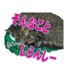 りあるとら猫 とらちゃん☆（個別スタンプ：4）