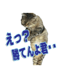 りあるとら猫 とらちゃん☆（個別スタンプ：6）