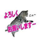 りあるとら猫 とらちゃん☆（個別スタンプ：16）