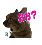 りあるとら猫 とらちゃん☆（個別スタンプ：17）
