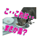 りあるとら猫 とらちゃん☆（個別スタンプ：24）