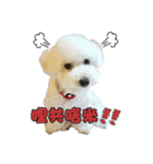 I Love Bichon Frise（個別スタンプ：2）