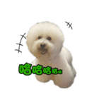 I Love Bichon Frise（個別スタンプ：3）