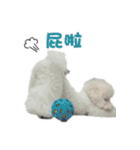 I Love Bichon Frise（個別スタンプ：6）