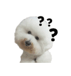 I Love Bichon Frise（個別スタンプ：7）