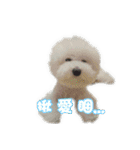 I Love Bichon Frise（個別スタンプ：9）