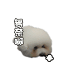 I Love Bichon Frise（個別スタンプ：10）