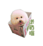 I Love Bichon Frise（個別スタンプ：13）