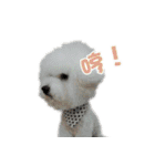 I Love Bichon Frise（個別スタンプ：16）