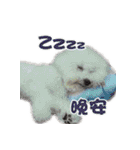 I Love Bichon Frise（個別スタンプ：17）