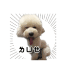 I Love Bichon Frise（個別スタンプ：35）