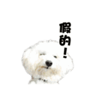 I Love Bichon Frise（個別スタンプ：40）