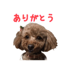 愛犬トイプードル（個別スタンプ：1）